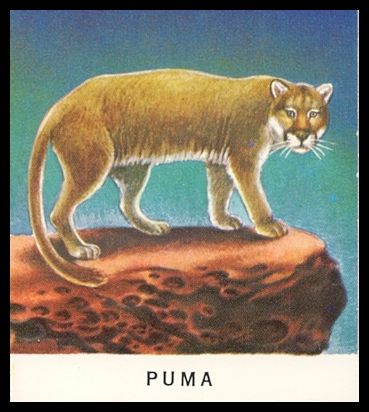 36 Puma